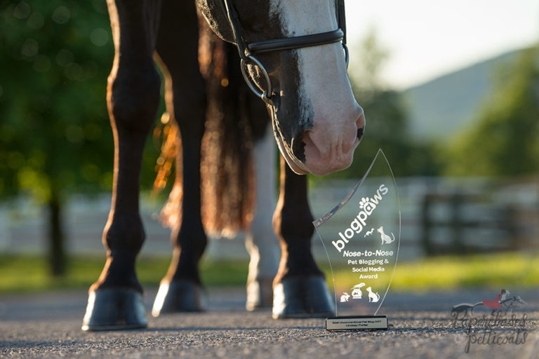 2017 BlogPaws Best Unconventional Pet Blog Award Trophy