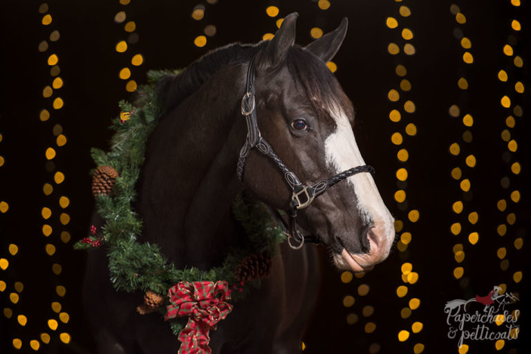 Christmas Horse Photoshoot With The Bokeh Effect