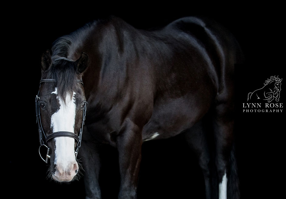 Lynn Rose Equine Photography: black background