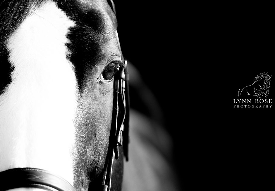 Lynn Rose Equine Photography: close up
