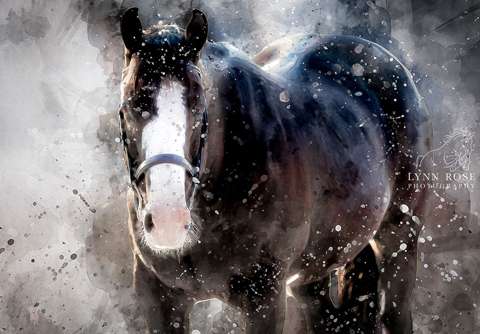 Lynn Rose Equine Photography: watercolor painting