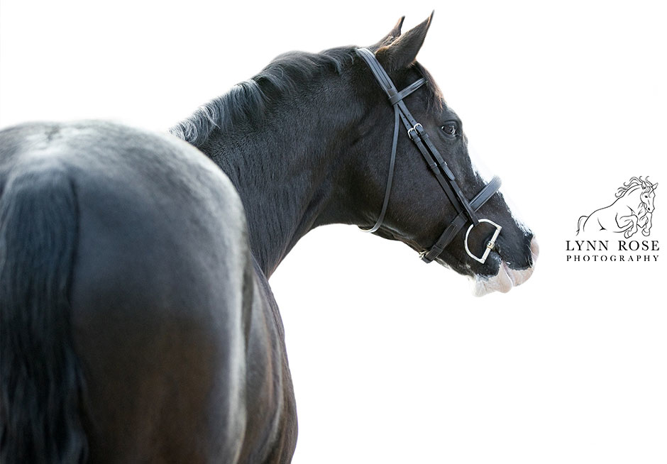 Lynn Rose Equine Photography: white background