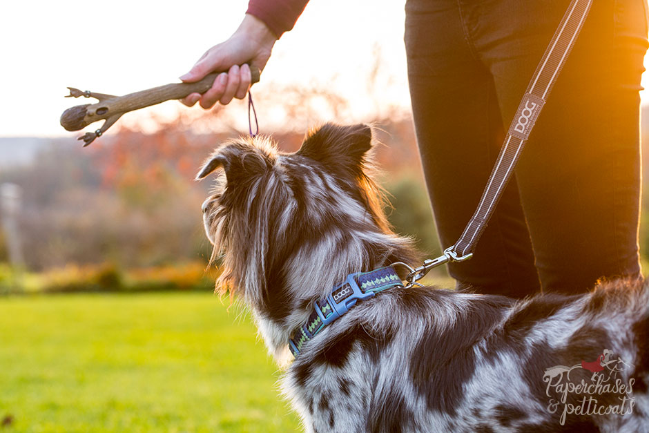 DOOG Performance Dog Gear